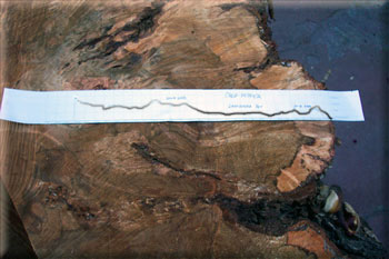 California pepper with the Resistograph