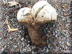 Mycorrhizae