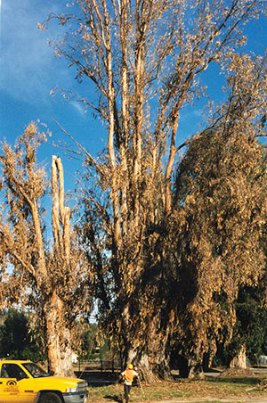 blue gum eucalyptus