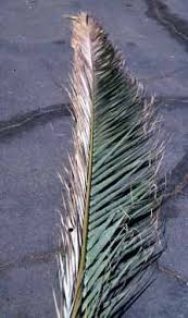frond leaflets