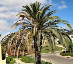 The fronds continue to die higher and higher