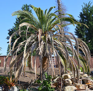 dying fronds