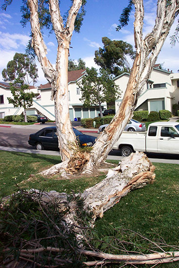  multi-trunk melaleuca fell on car